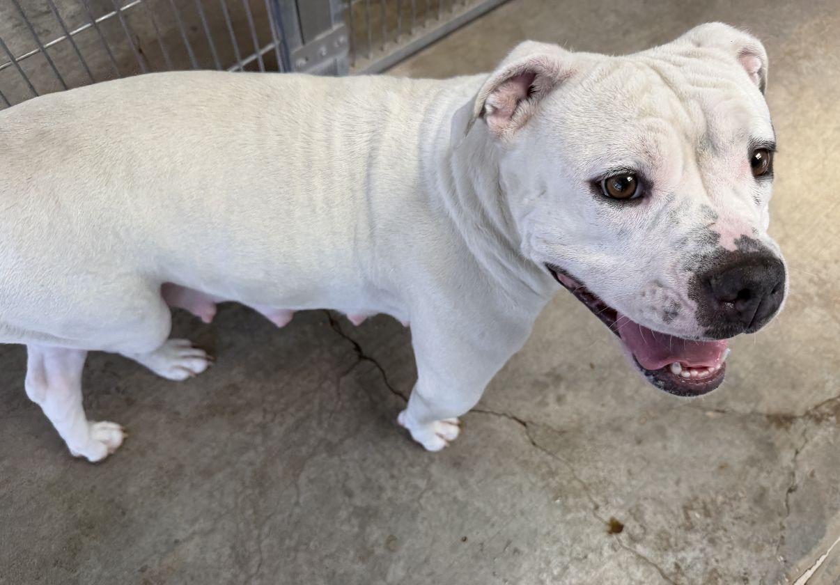 Enlarge Shalomar, a Adoptable mixed breed in El Paso, TX image 4/6