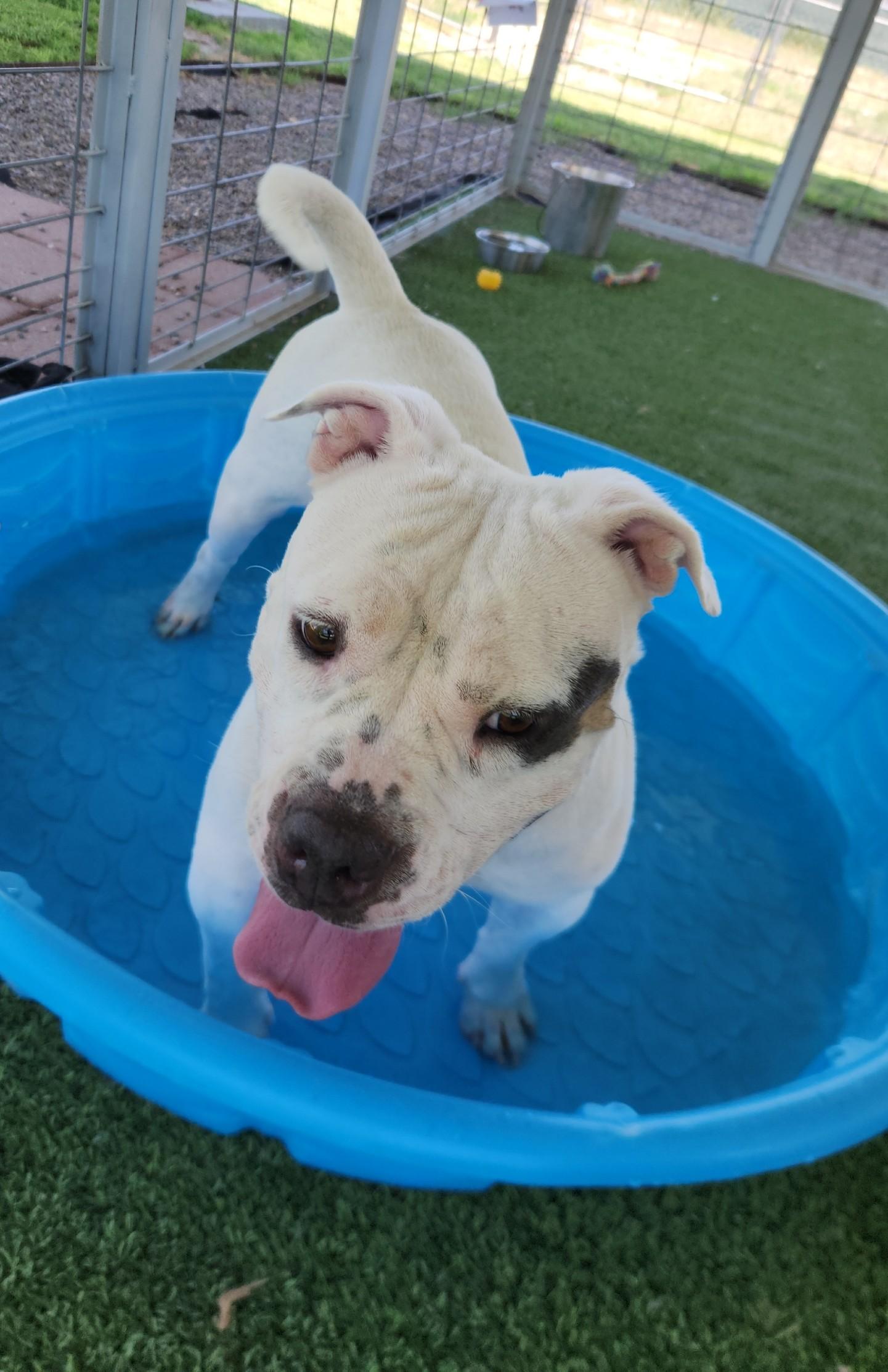 Shalomar, Adoptable, Adult Female Pit Bull Terrier.