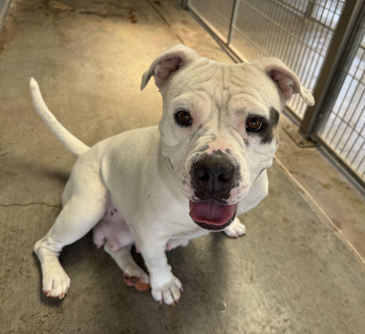 Enlarge Shalomar, a Adoptable mixed breed in El Paso, TX image 6/6