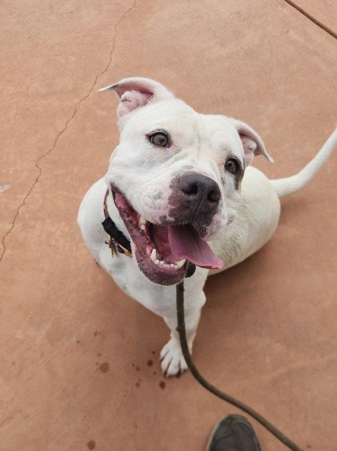 Enlarge Shalomar, a Adoptable mixed breed in El Paso, TX image 2/6