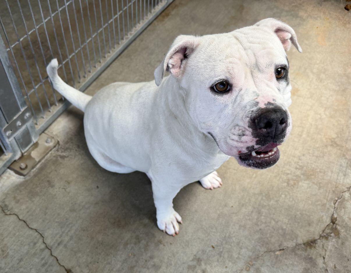 Enlarge Shalomar, a Adoptable mixed breed in El Paso, TX image 3/6