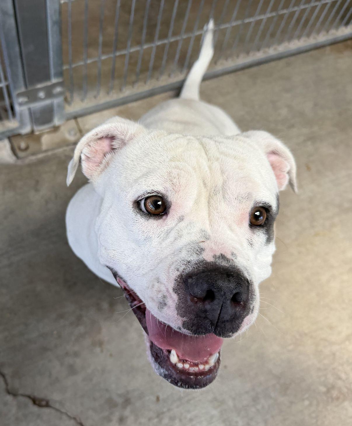 Enlarge Shalomar, a Adoptable mixed breed in El Paso, TX image 5/6