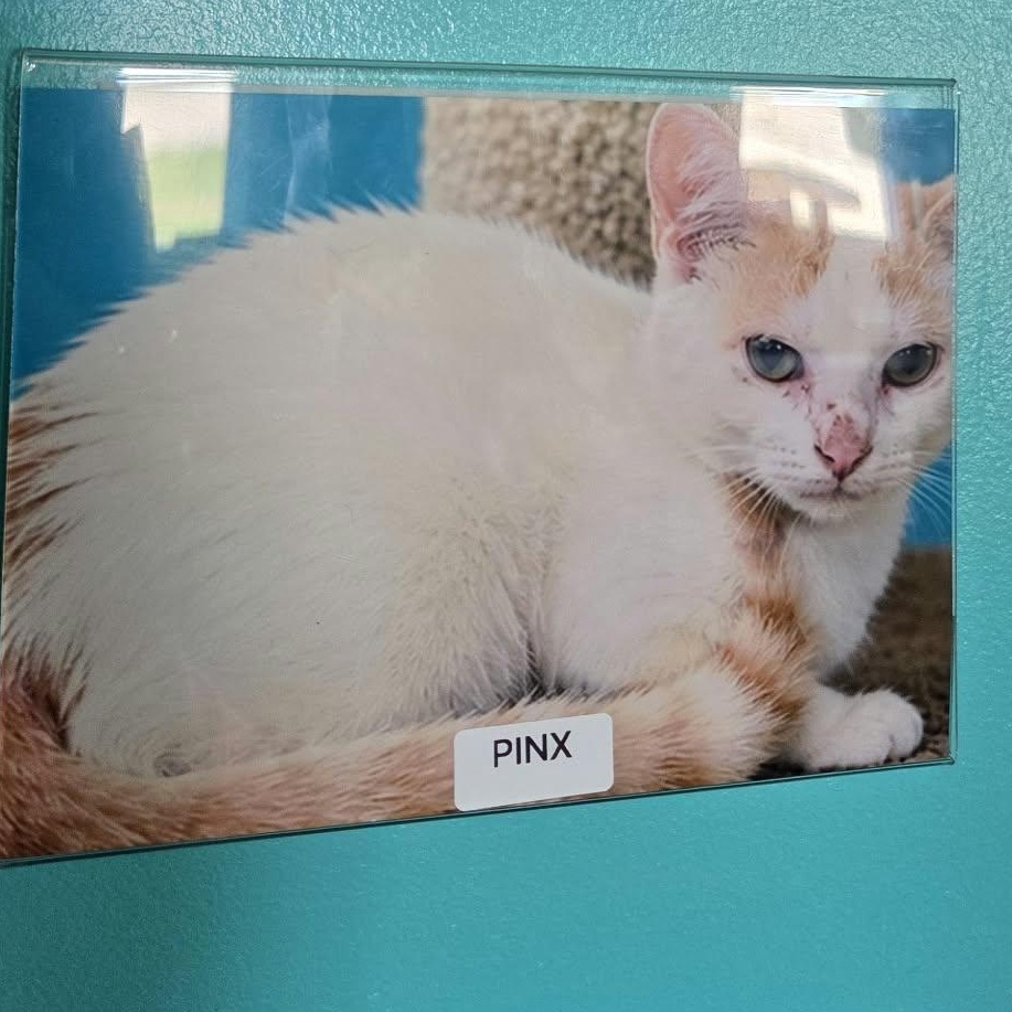 Pinx, Adopted, Young Female Domestic Short Hair.