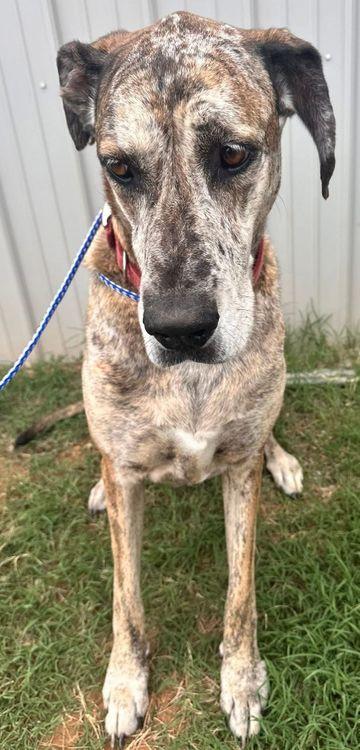 Lucy Belle, Senior Female unknown