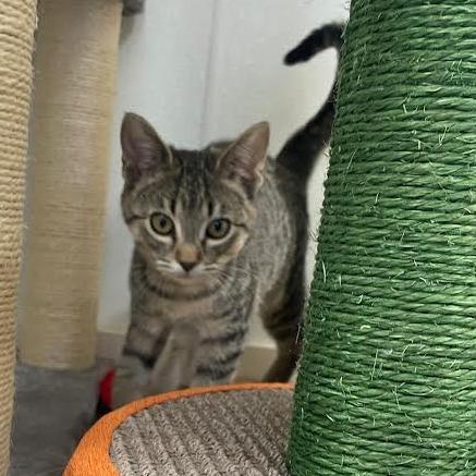 Iris, a Adoptable Domestic Short Hair in Prescott, AZ image 1/3