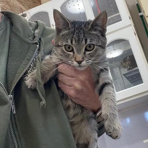 Iris, a Adoptable Domestic Short Hair in Prescott, AZ image 2/3