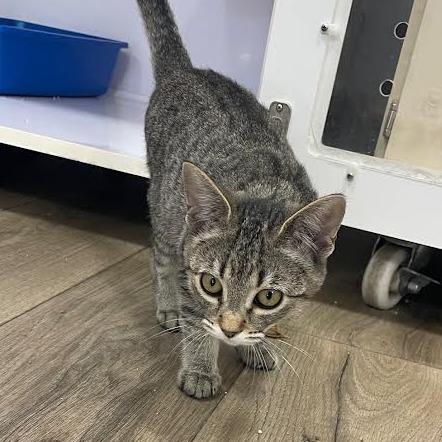 Iris, a Adoptable Domestic Short Hair in Prescott, AZ image 3/3