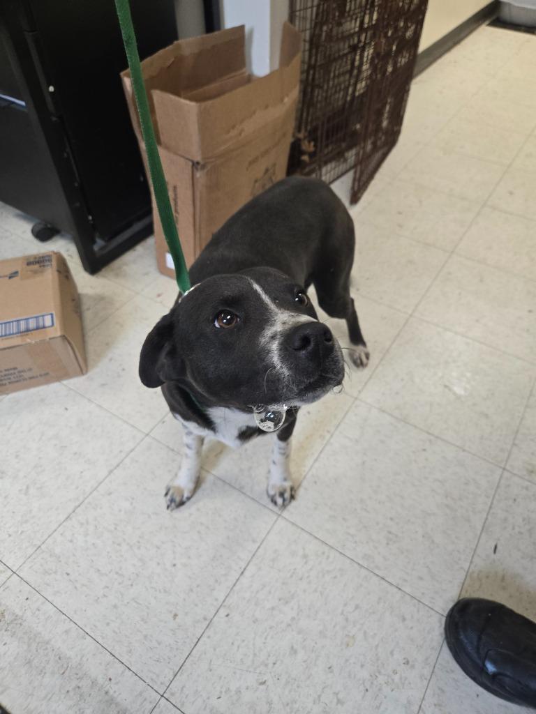 Enlarge Chestnut, a Adoptable mixed breed in Mount Gilead, NC image 1/1