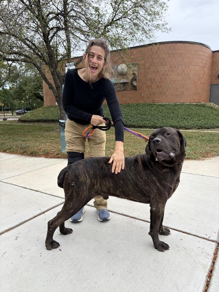 Enlarge Tony, a Adoptable mixed breed in Oswego, IL image 1/6