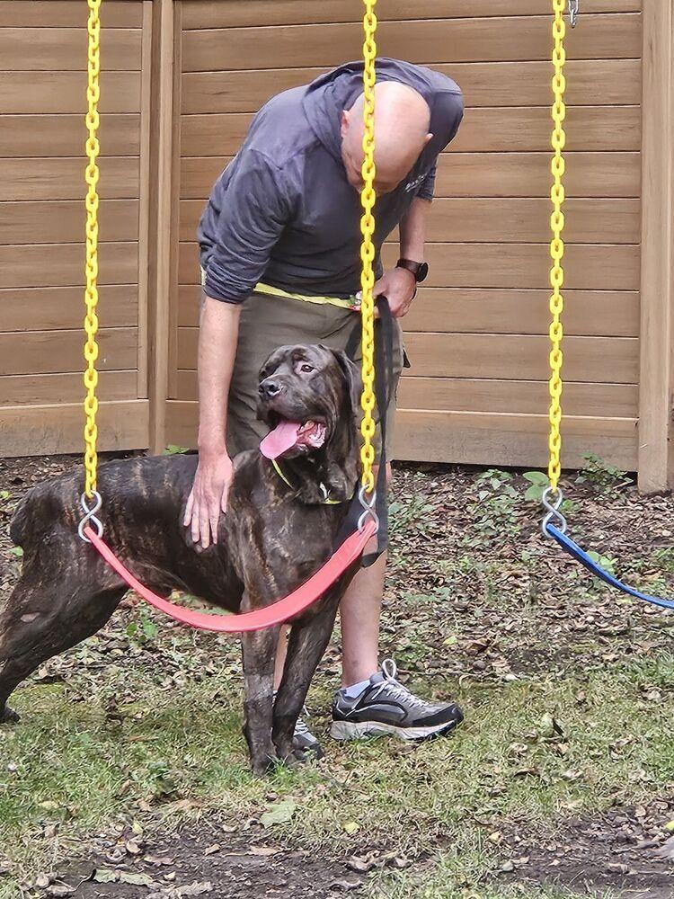 Enlarge Tony, a Adoptable mixed breed in Oswego, IL image 2/6