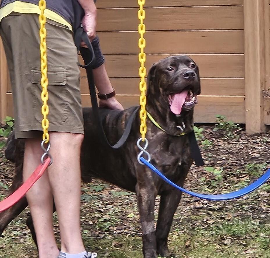 Enlarge Tony, a Adoptable mixed breed in Oswego, IL image 5/6