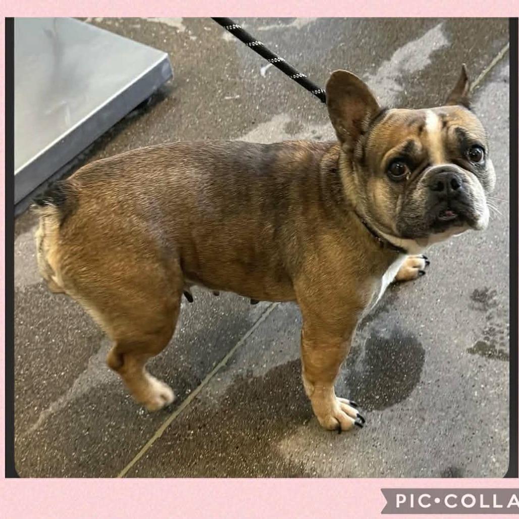 Enlarge Cyvorg, a Adoptable French Bulldog in Loves Park, IL image 1/2