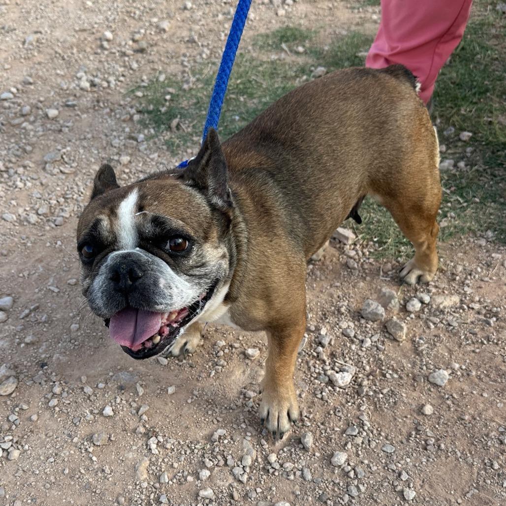 Enlarge Cyvorg, a Adoptable French Bulldog in Loves Park, IL image 2/2