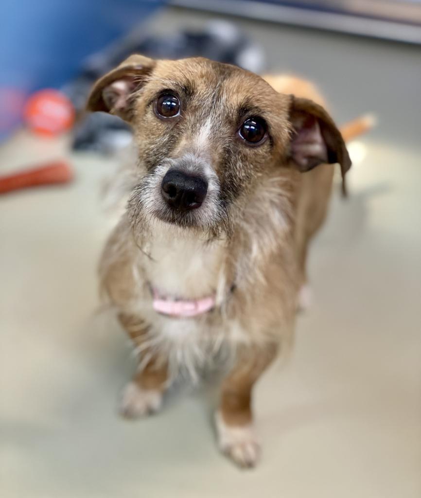 Clover, Adoptable, Adult Female Dachshund & Chihuahua.