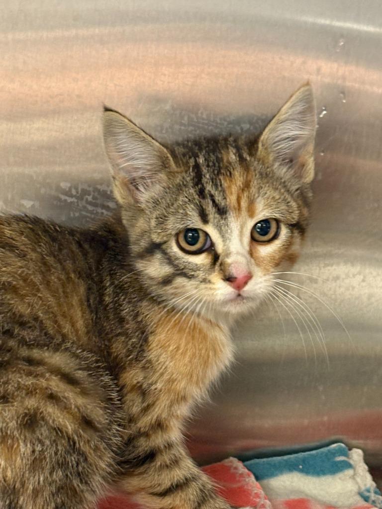 Mia Hamm, Adoptable, Kitten Female Domestic Short Hair.