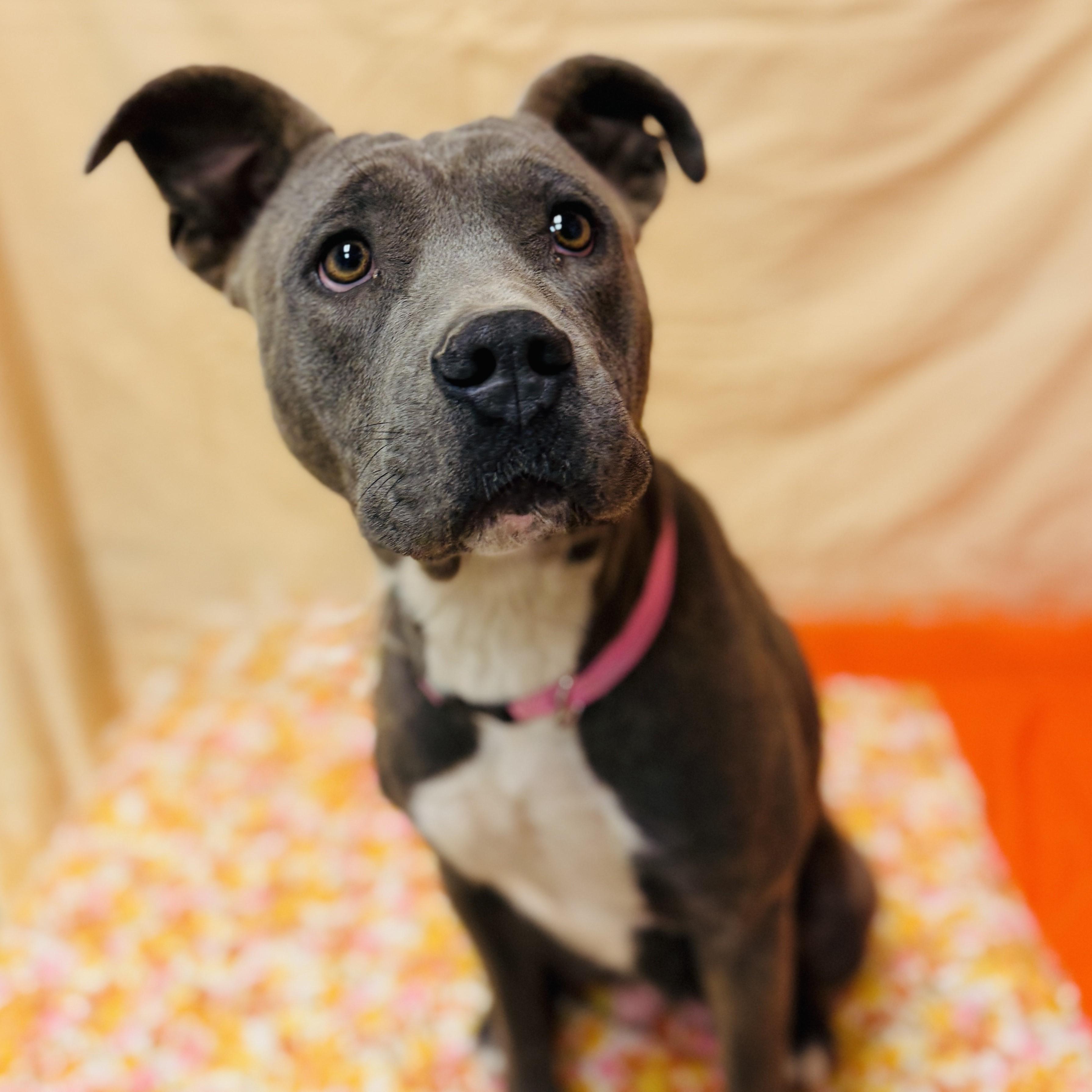 Enlarge Kimi, a Adoptable mixed breed in ALPINE, TX image 2/6