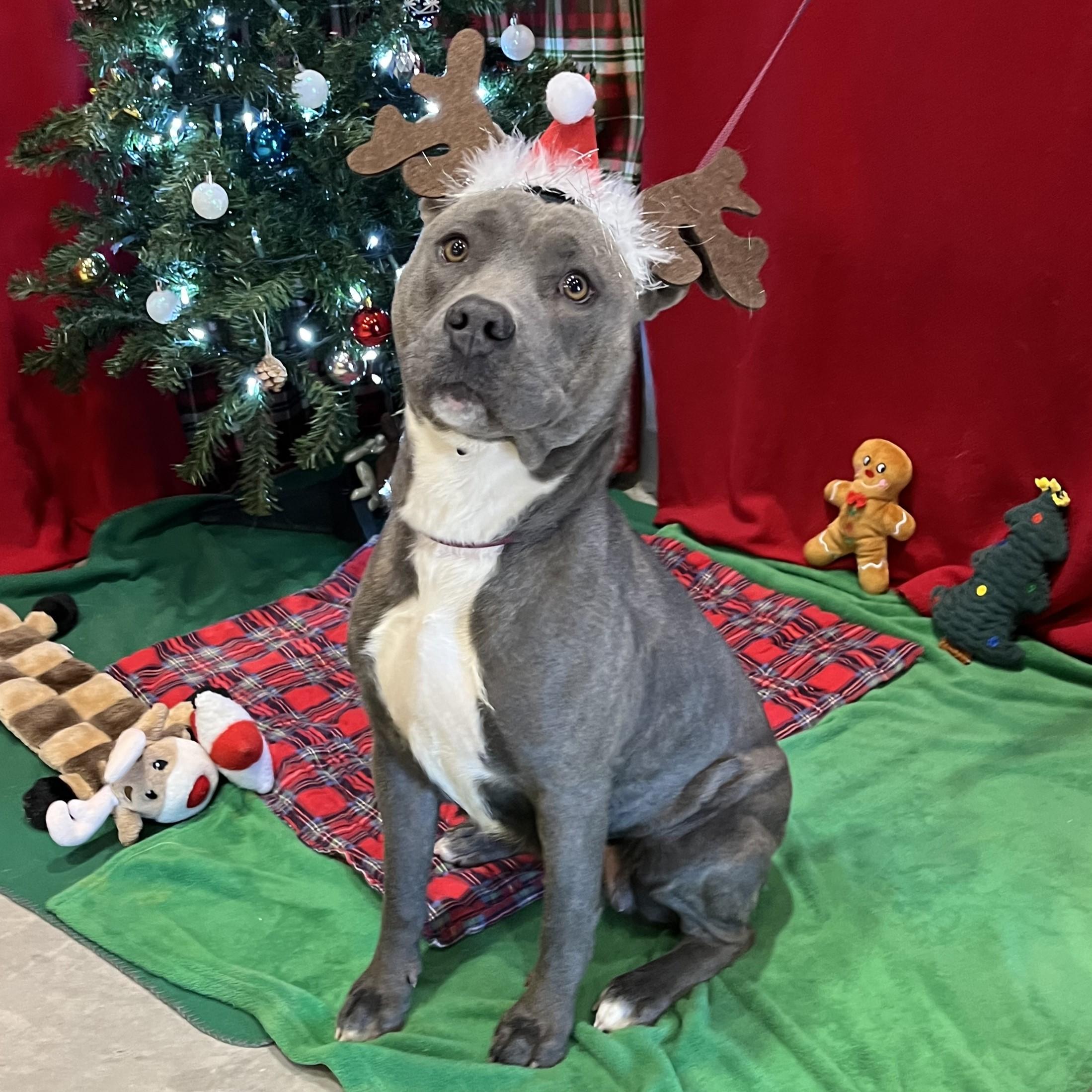 Kimi, Adoptable, Adult Female Pit Bull Terrier.