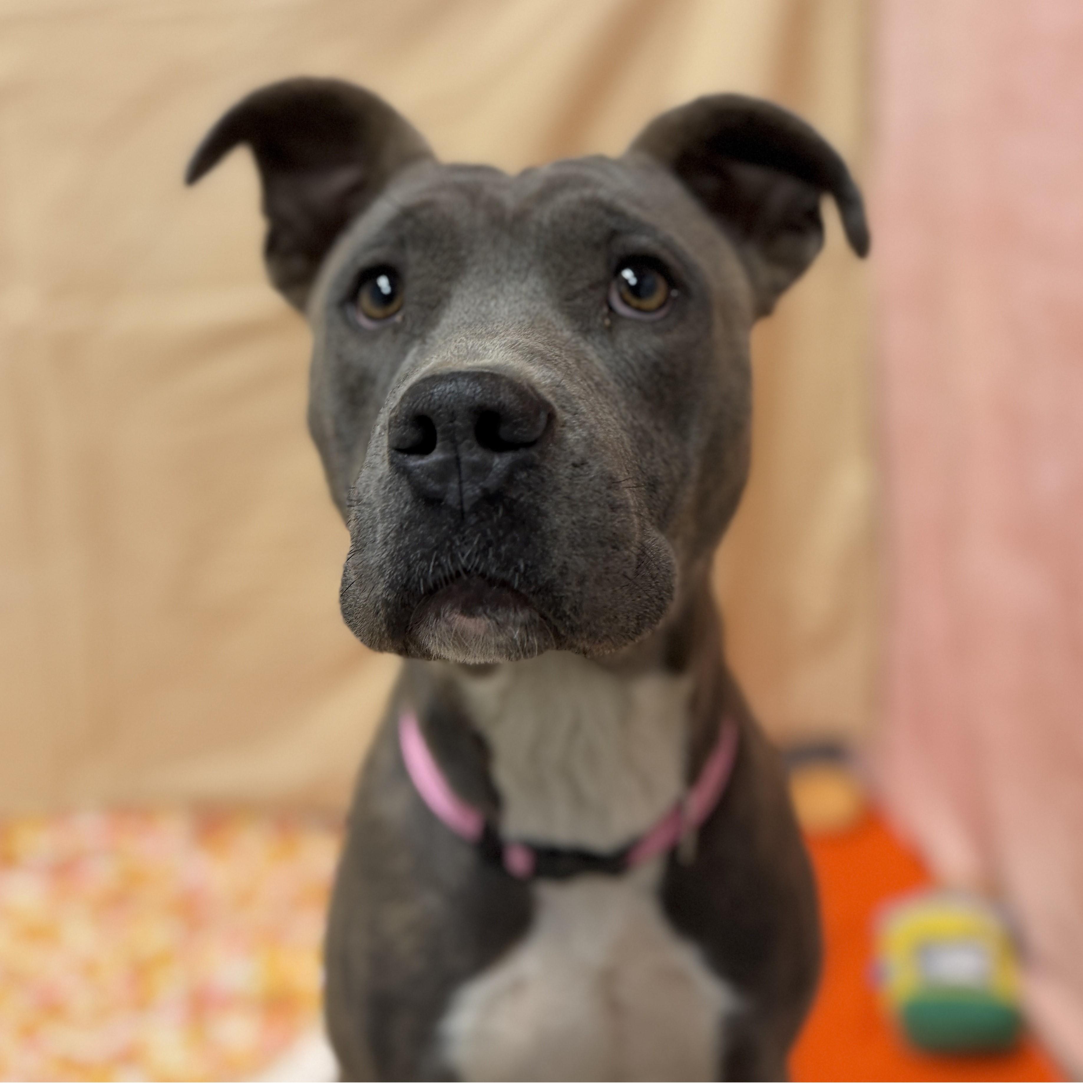 Enlarge Kimi, a Adoptable mixed breed in ALPINE, TX image 6/6