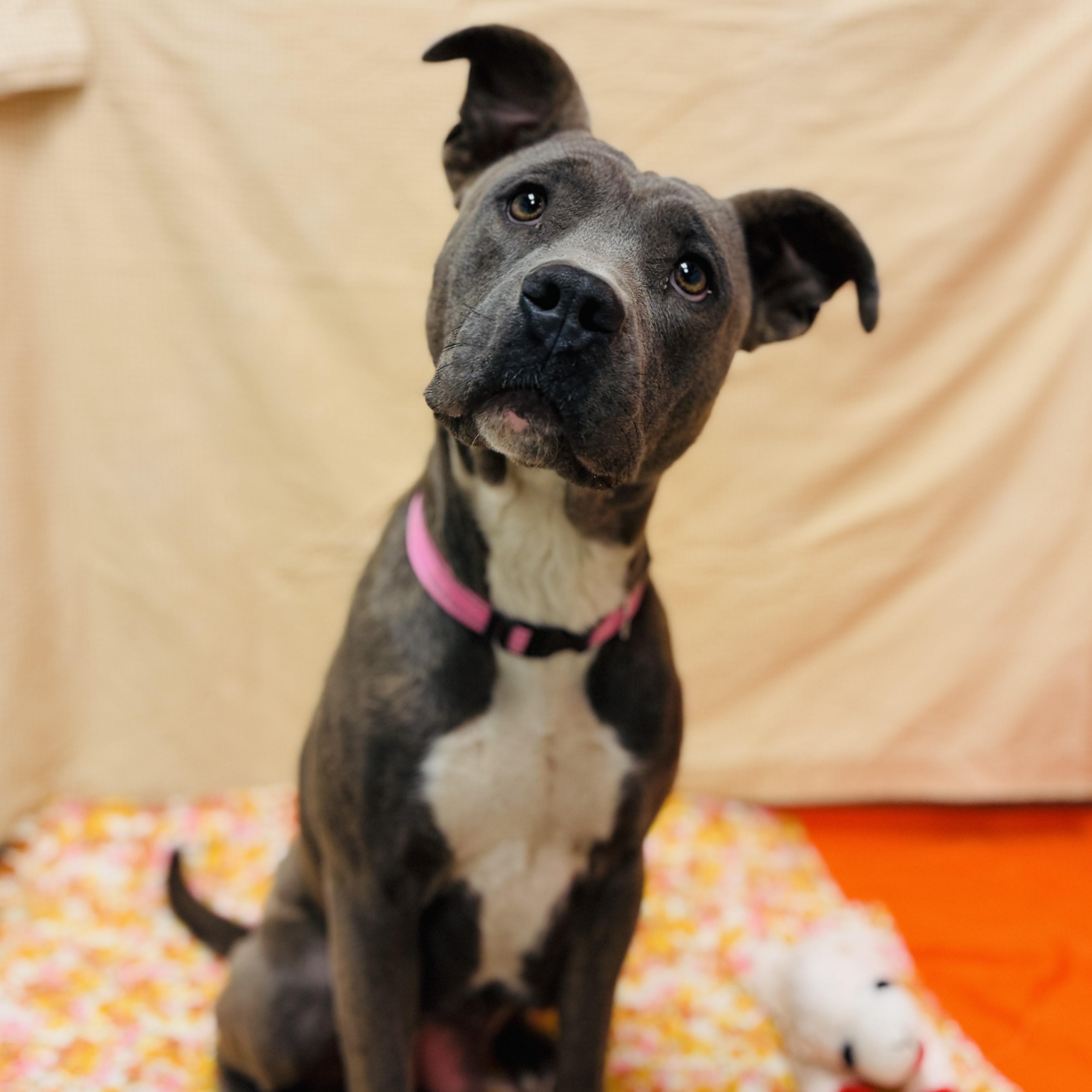 Enlarge Kimi, a Adoptable mixed breed in ALPINE, TX image 4/6