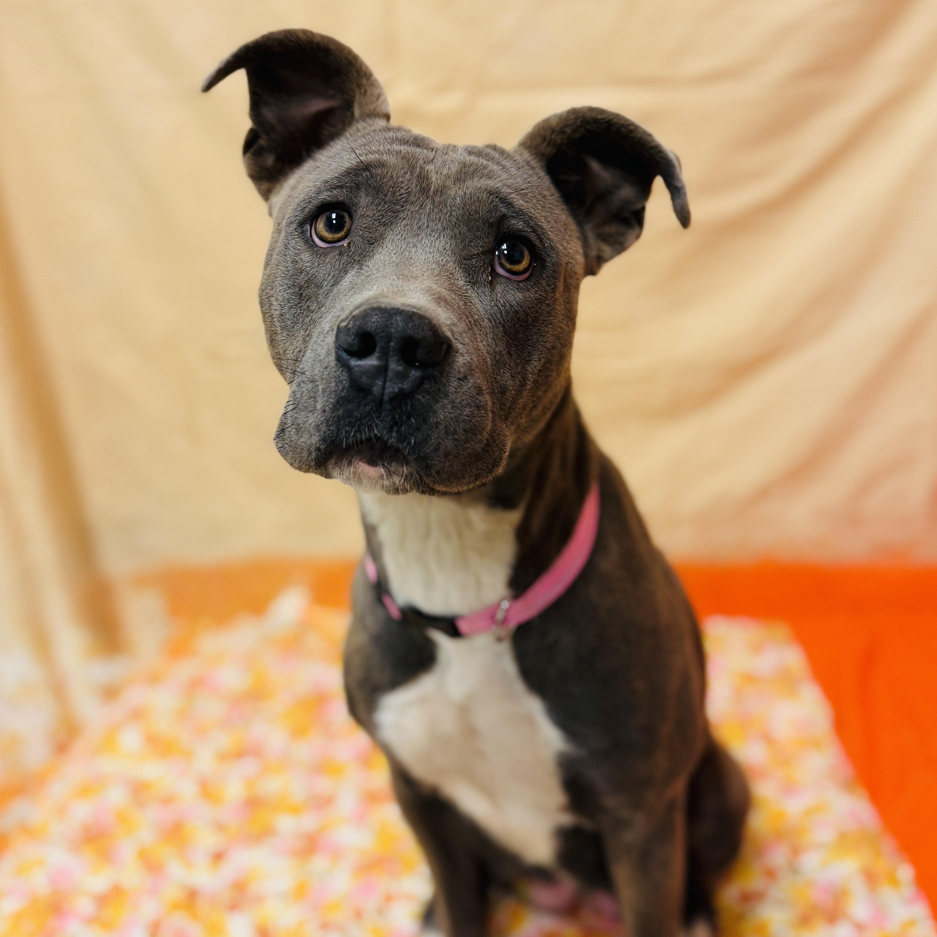 Enlarge Kimi, a Adoptable mixed breed in ALPINE, TX image 3/6