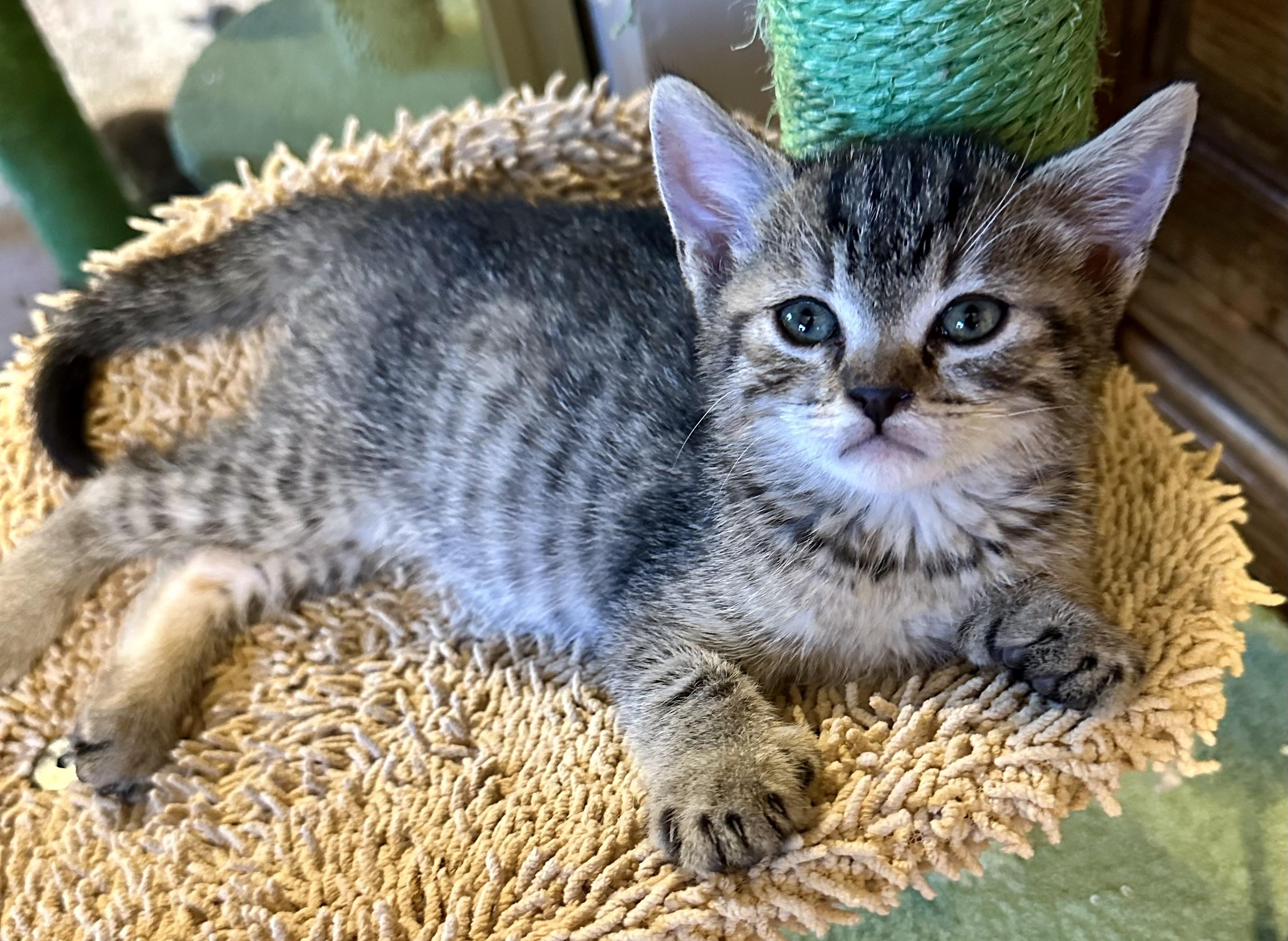 Toby (and Poly Ana), ADOPTABLE, Young Male Domestic Short Hair.