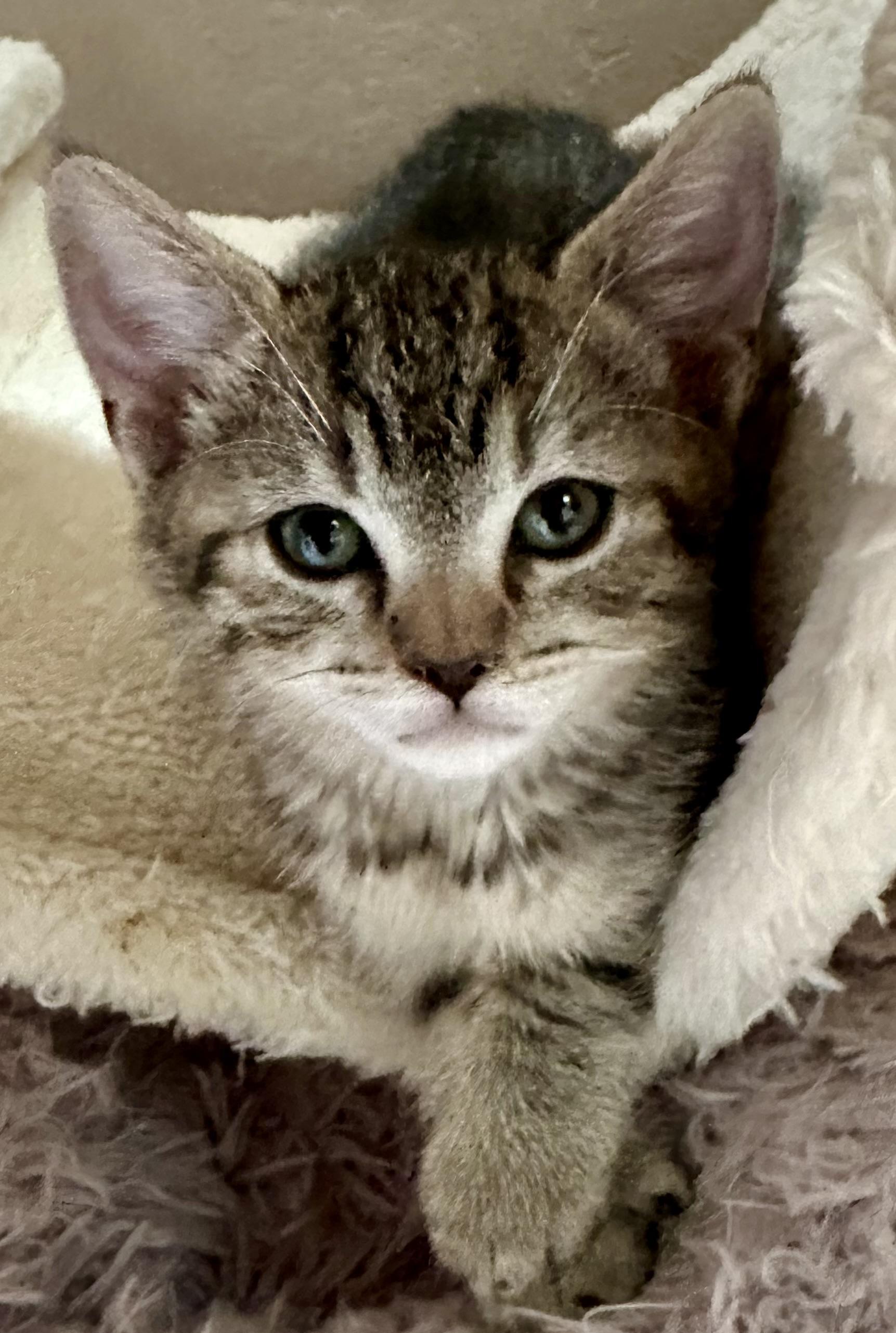 Toby (and Poly Ana), a ADOPTABLE Domestic Short Hair in Davis, CA image 2/2