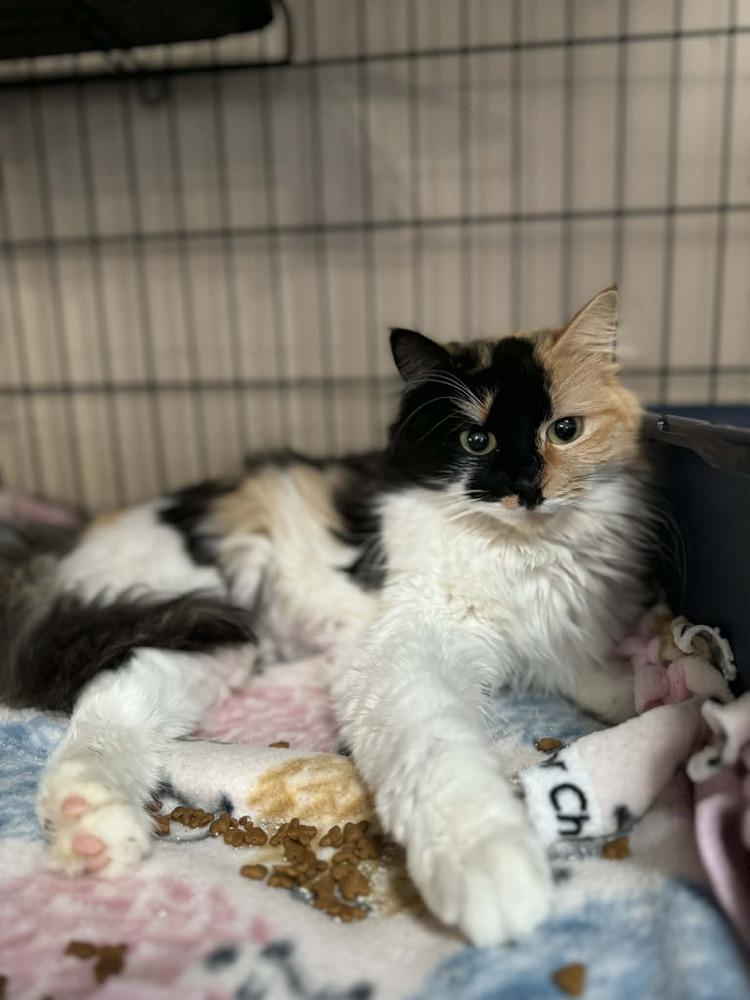 Enlarge Claire, a Adoptable mixed breed in Deltona, FL image 1/1