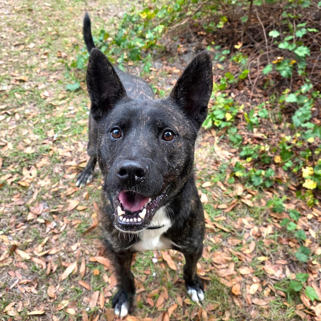 Force, Adoptable, Adult Male Shepherd & Mixed Breed.