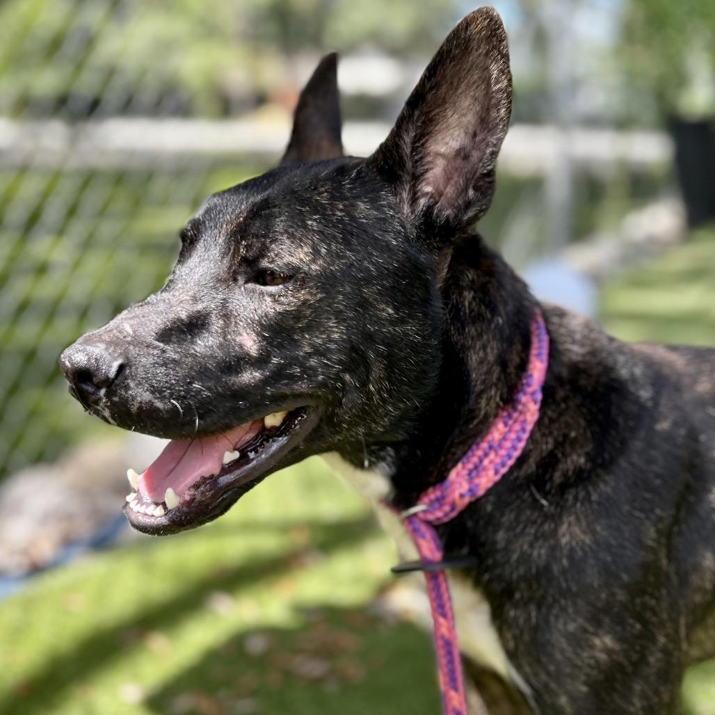 Enlarge Force, a Adoptable mixed breed in Port Charlotte, FL image 3/6