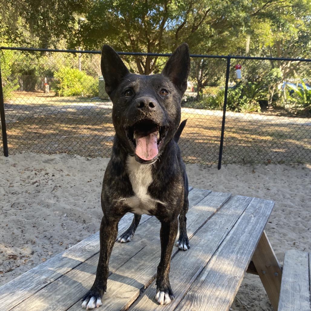 Enlarge Force, a Adoptable mixed breed in Port Charlotte, FL image 4/6
