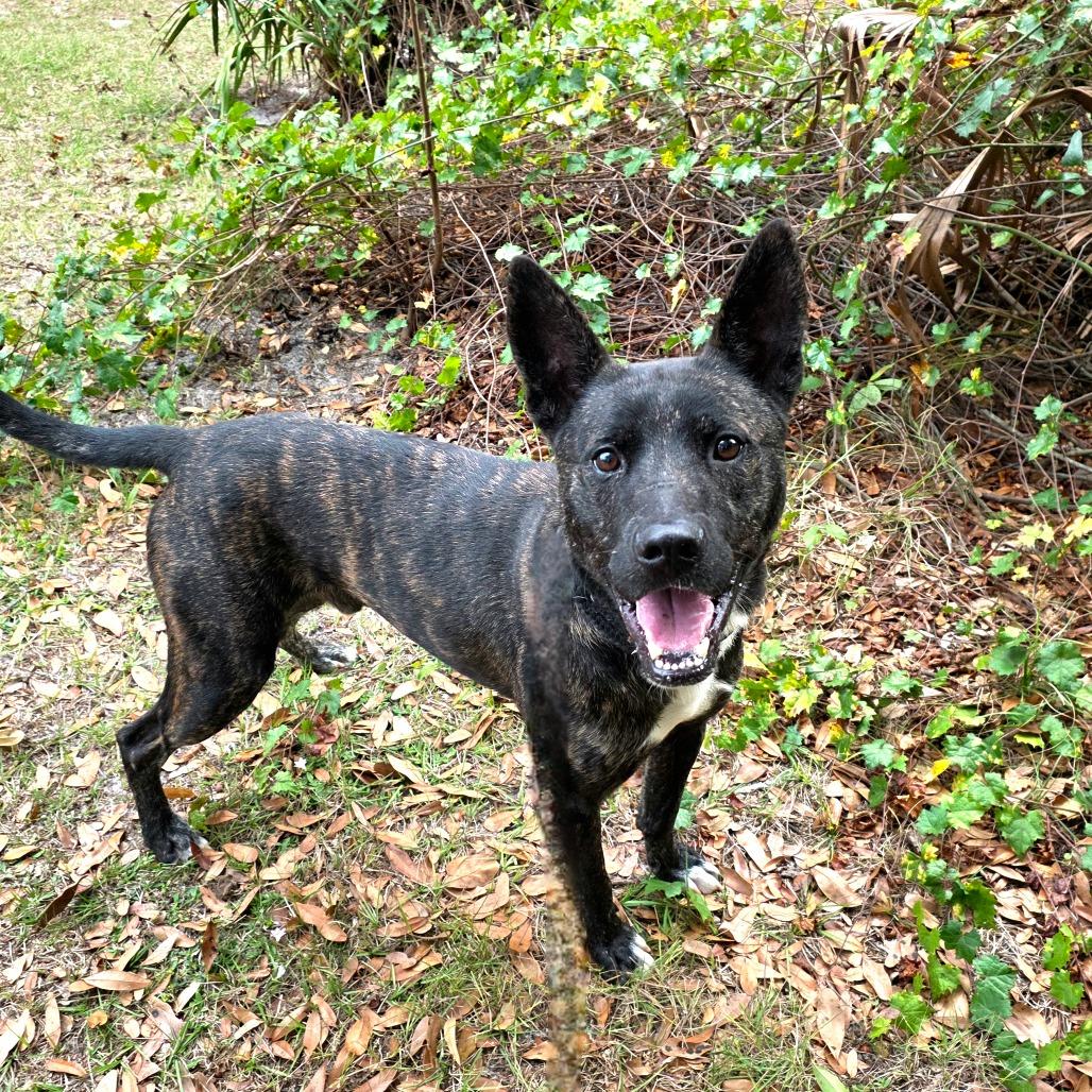 Enlarge Force, a Adoptable mixed breed in Port Charlotte, FL image 5/6