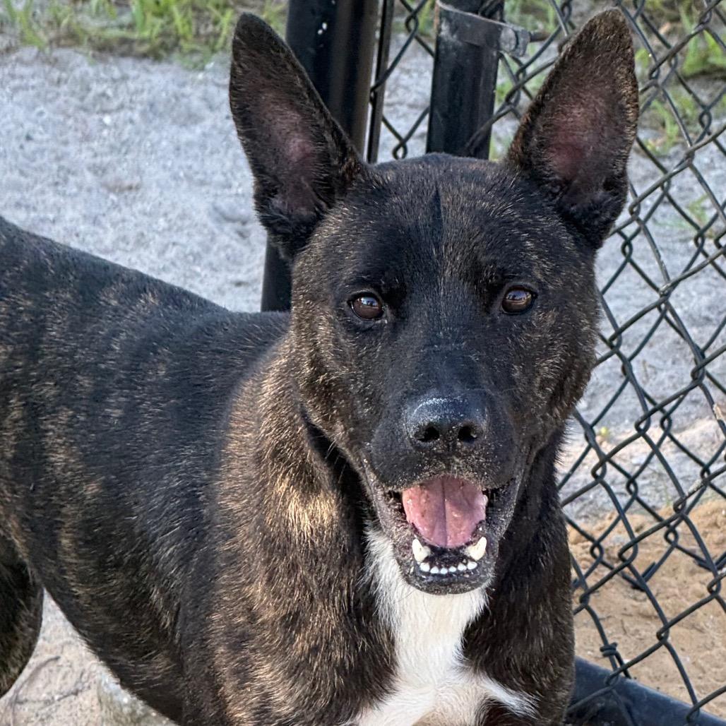 Enlarge Force, a Adoptable mixed breed in Port Charlotte, FL image 6/6
