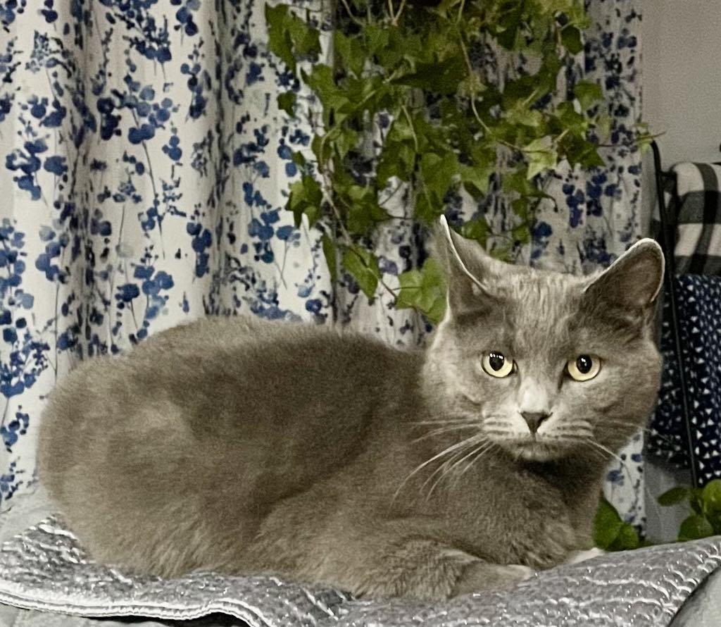 Georgia, an adoptable Domestic Short Hair in Fredericton, NB, E3B 1K8 | Photo Image 1