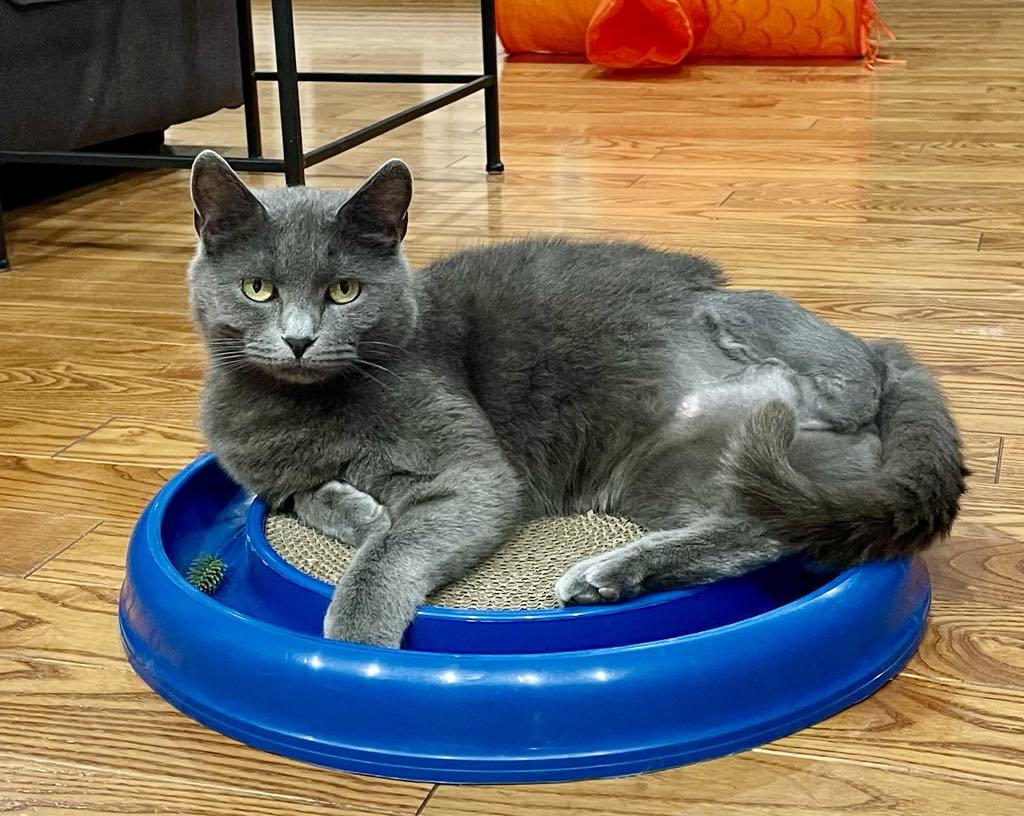 Georgia, an adoptable Domestic Short Hair in Fredericton, NB, E3B 1K8 | Photo Image 4