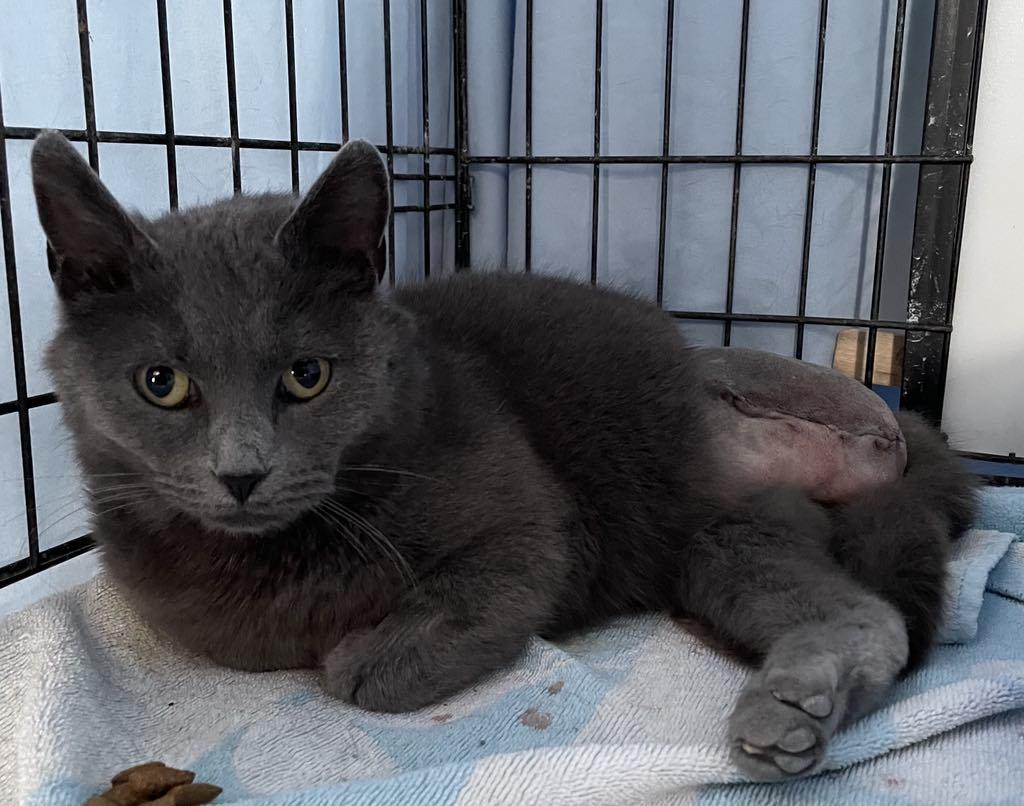Georgia, an adoptable Domestic Short Hair in Fredericton, NB, E3B 1K8 | Photo Image 5