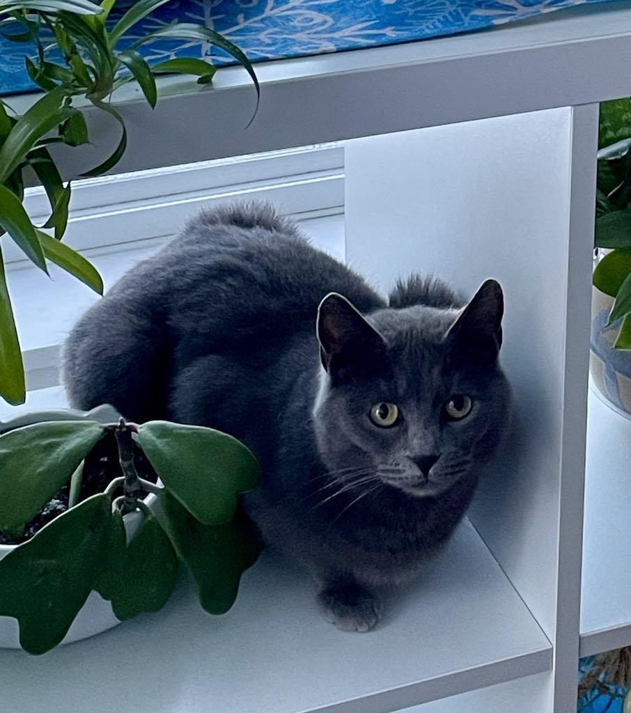 Georgia, an adoptable Domestic Short Hair in Fredericton, NB, E3B 1K8 | Photo Image 3