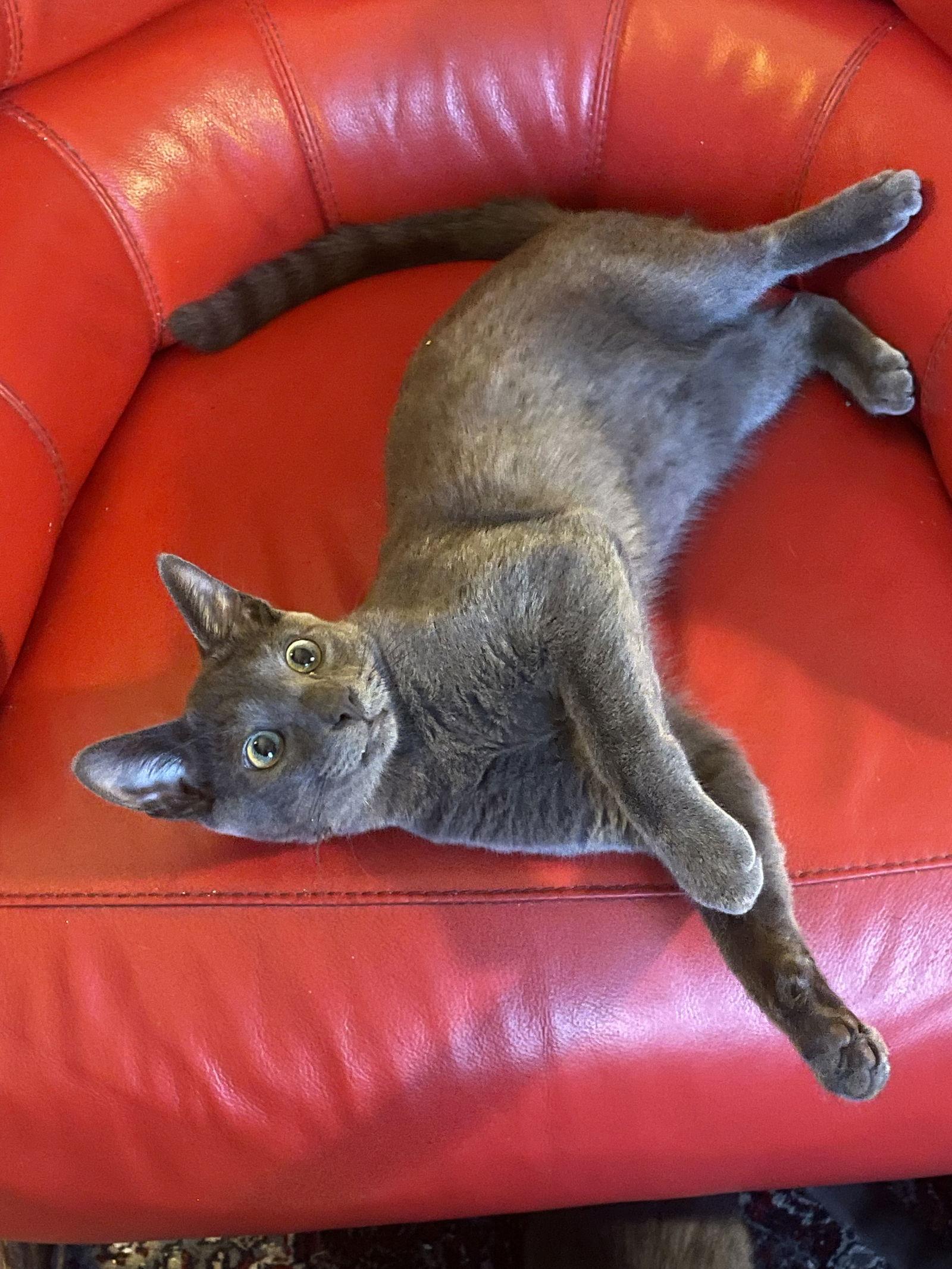Lil Gray, Adopted, Young Male American Shorthair.