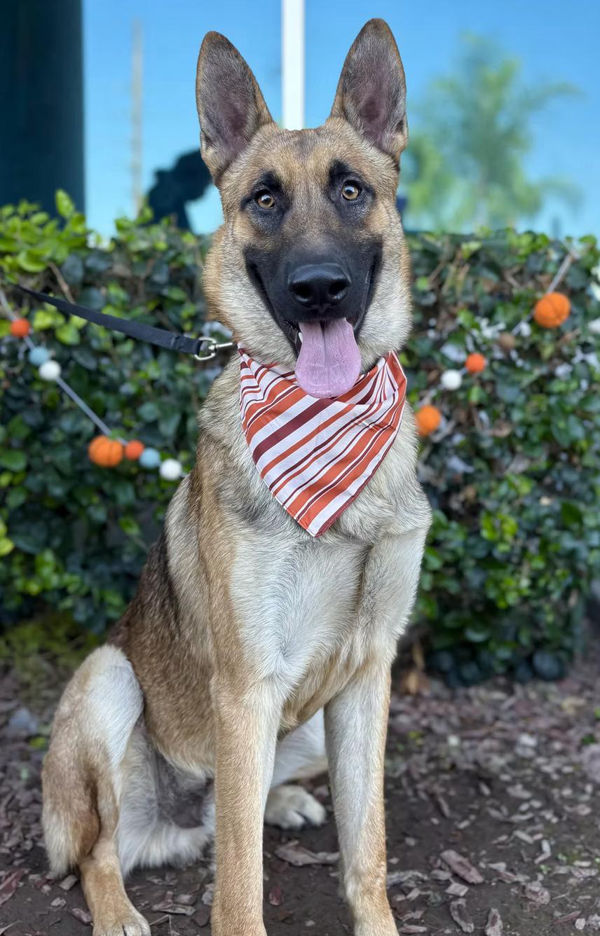 Julian, ADOPTABLE, Young Male German Shepherd Dog.