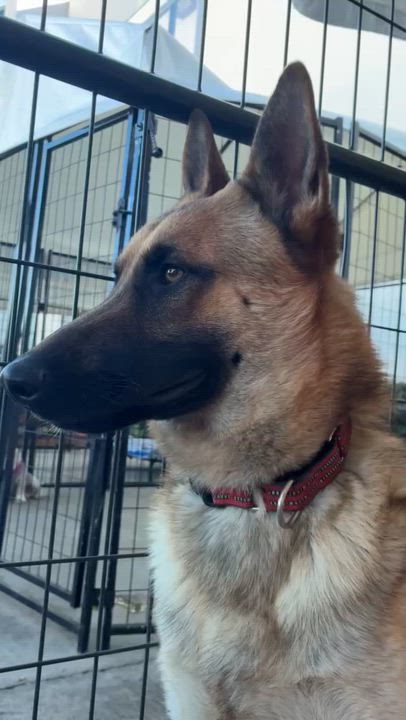 Enlarge Julian, a ADOPTABLE German Shepherd Dog in South El Monte, CA video 2/2