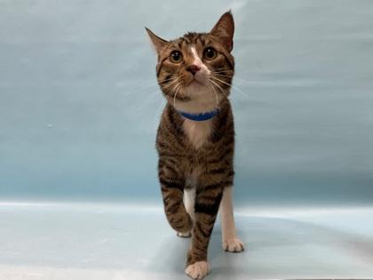 Loki, Adoptable, Adult Male Domestic Short Hair & Domestic Short Hair.