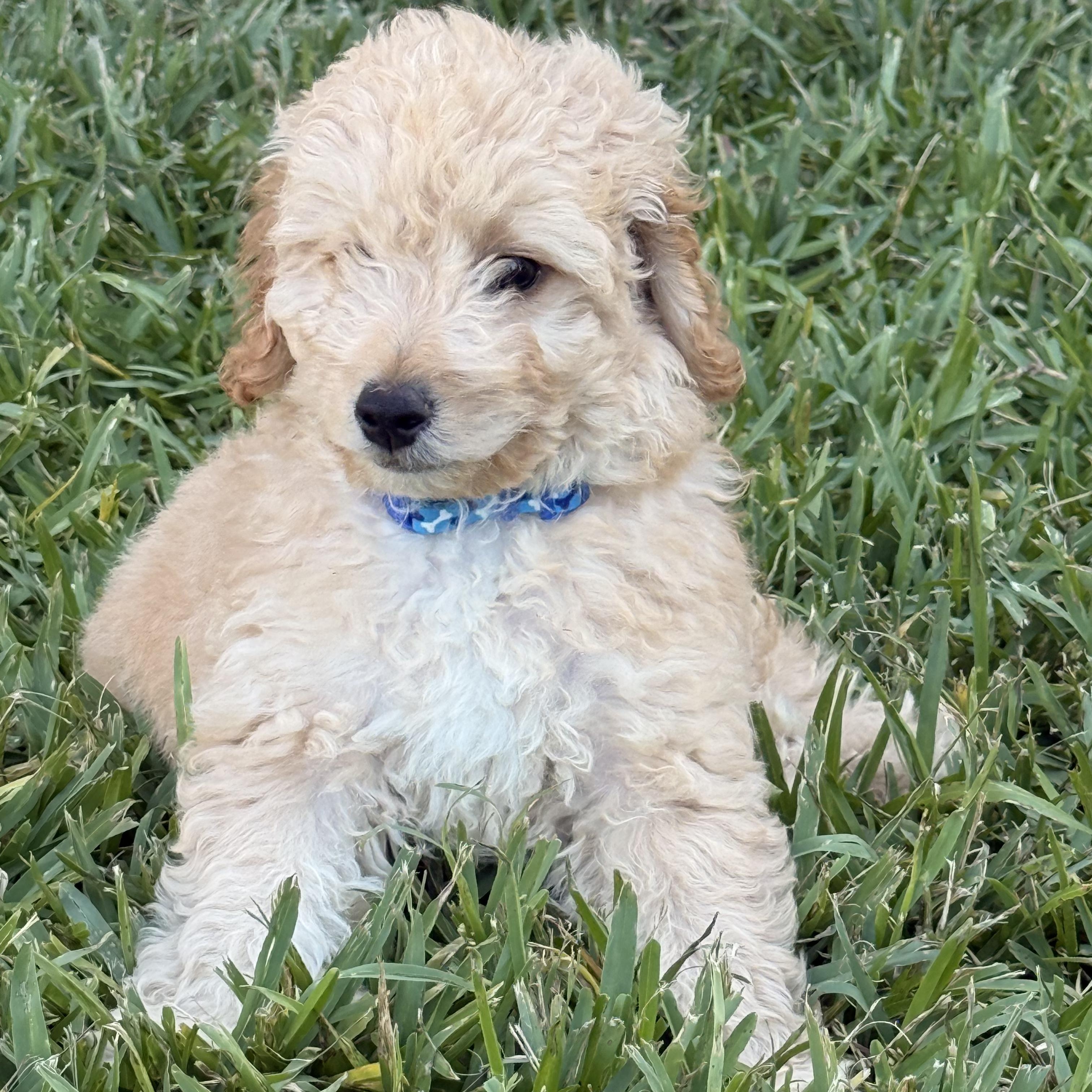Enlarge FINN- TEXAS, a Adoptable Goldendoodle in Houston, TX image 2/6