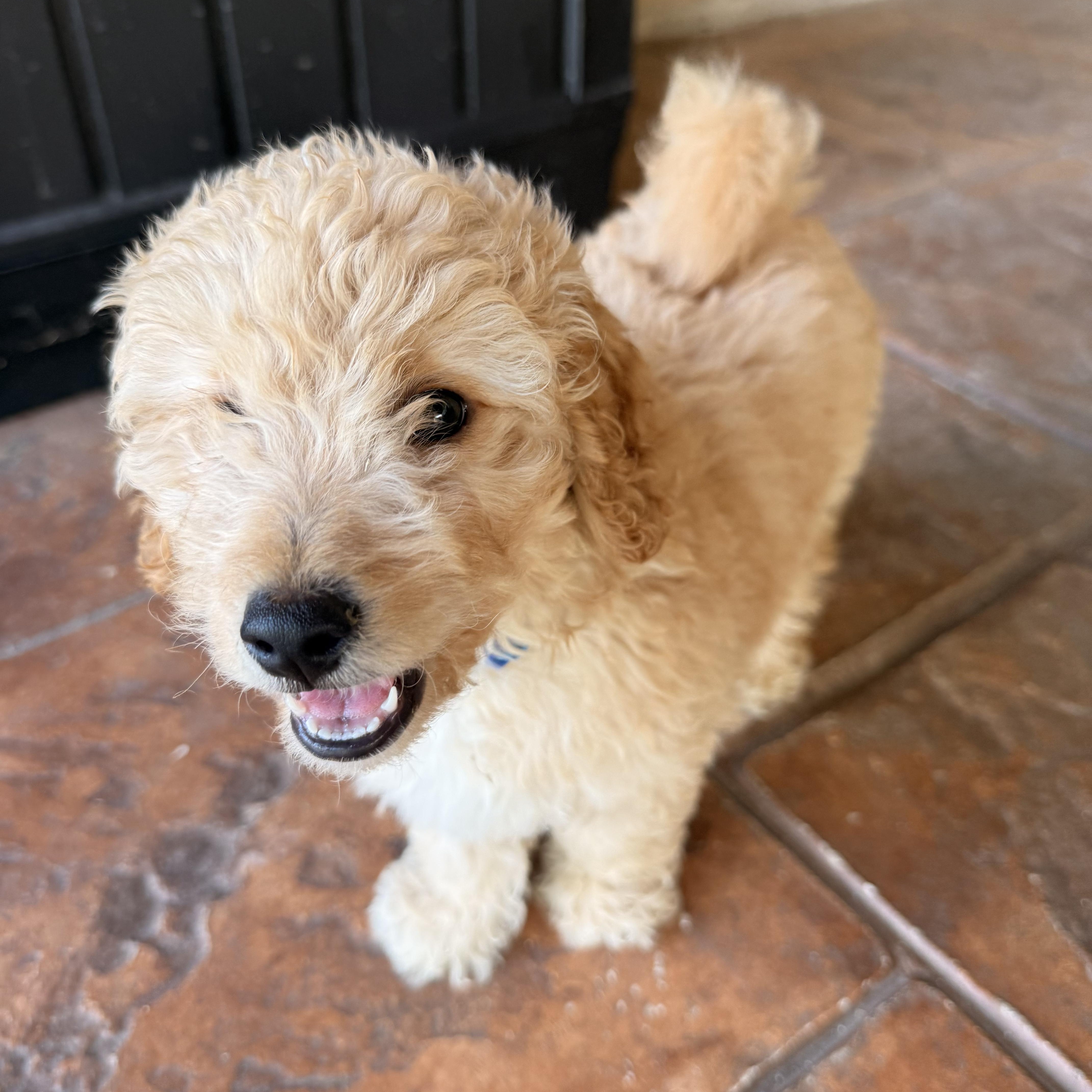 Enlarge FINN- TEXAS, a Adoptable Goldendoodle in Houston, TX image 1/6