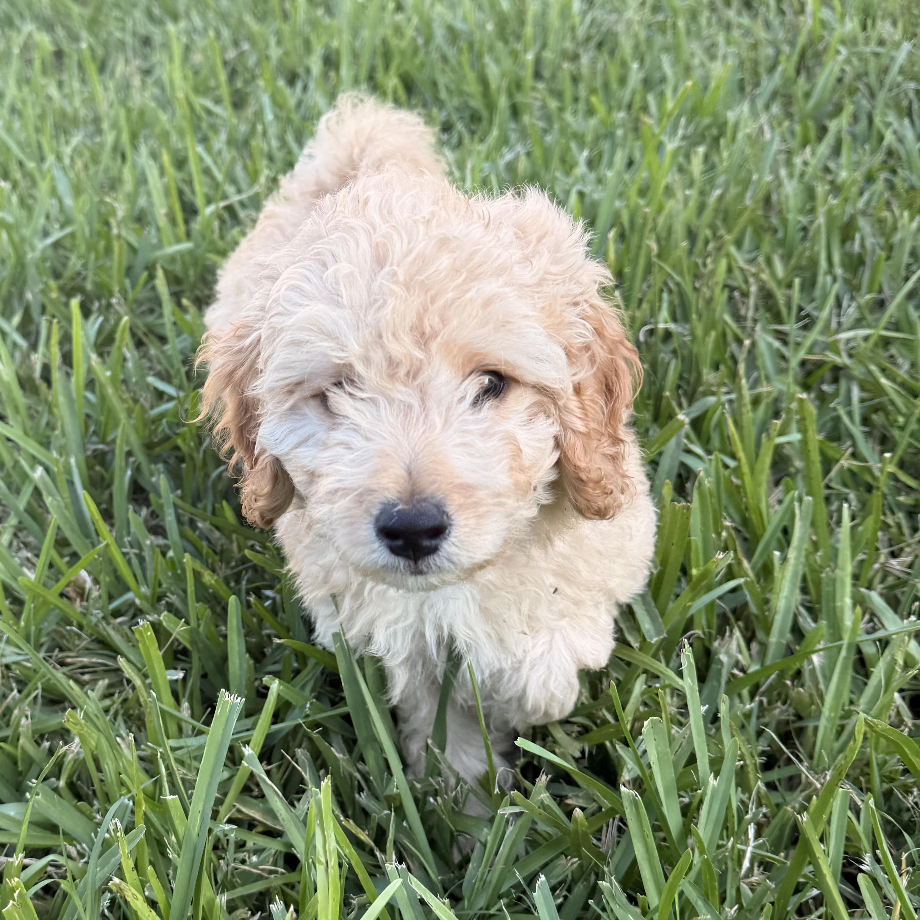 Enlarge FINN- TEXAS, a Adoptable Goldendoodle in Houston, TX image 5/6