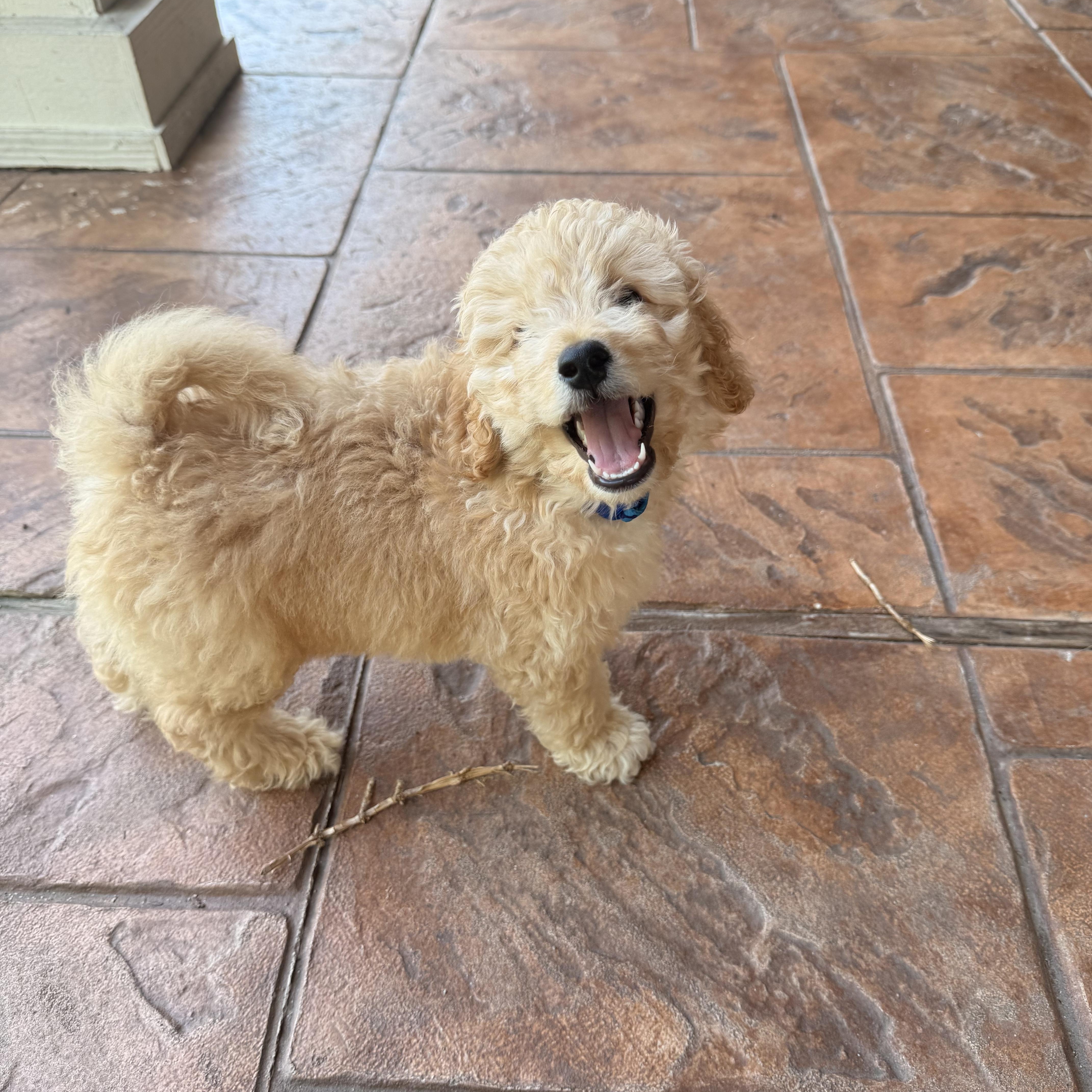 Enlarge FINN- TEXAS, a Adoptable Goldendoodle in Houston, TX image 3/6