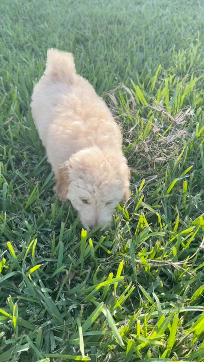 Enlarge FINN- TEXAS, a Adoptable Goldendoodle in Houston, TX video 6/6