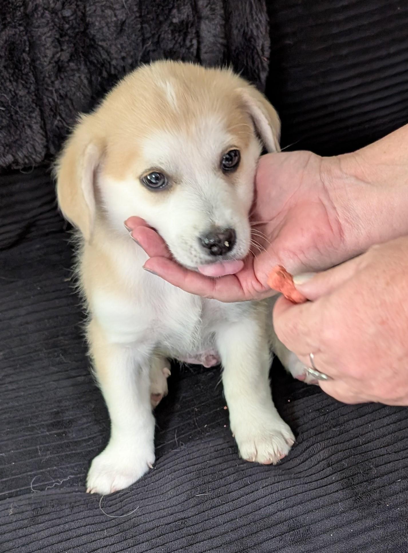 Butterscotch - PUPPY, ADOPTABLE, Puppy Male Chihuahua.