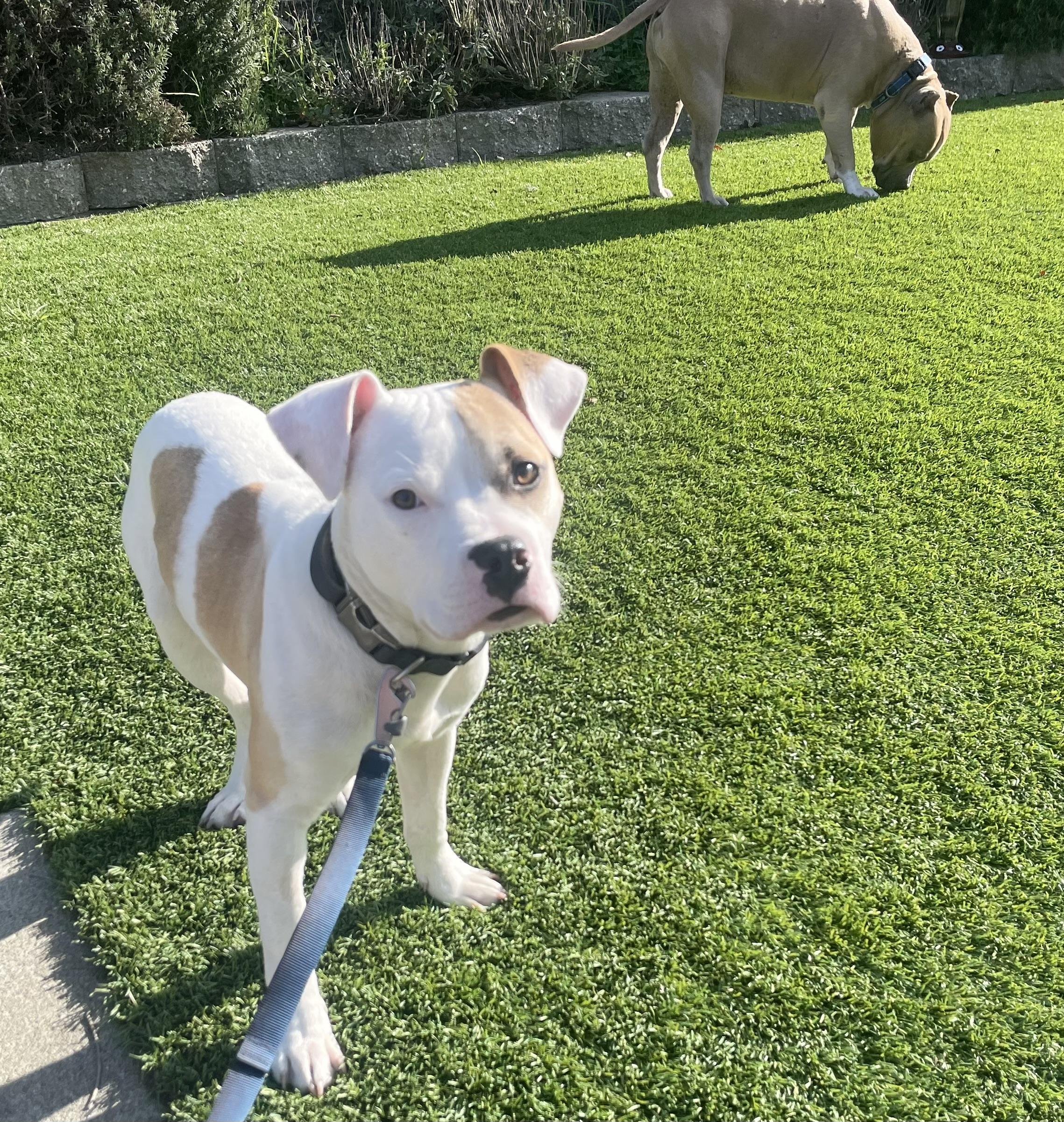 Banksy, adopted, Young Male American Bulldog & American Staffordshire Terrier.