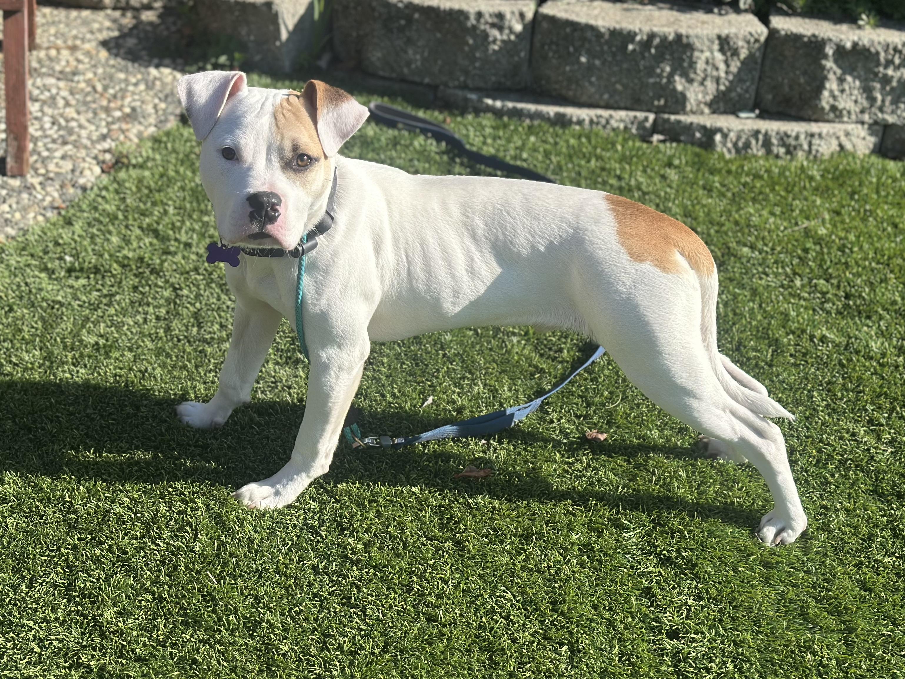 Enlarge Banksy, an adopted mixed breed in Berkeley, CA image 2/2