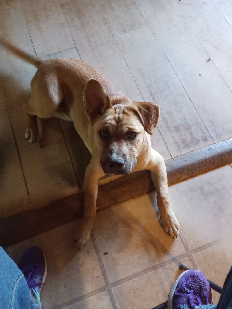 Enlarge Nova, a Adoptable mixed breed in Greeneville, TN image 2/3
