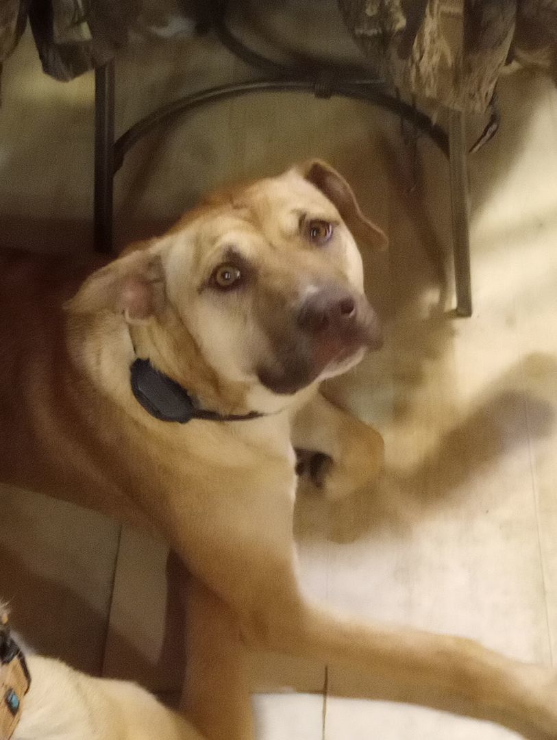 Enlarge Nova, a Adoptable mixed breed in Greeneville, TN image 3/3